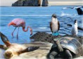 /album/fotogaleria-fotogaleria1/galapagos-ecua-jpg1/